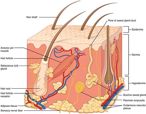 hair follicles
